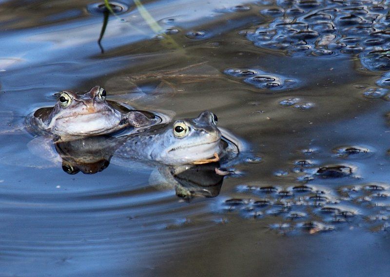 Нерест лягушек фото превью