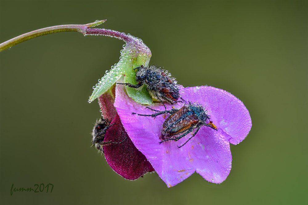 , Игорь ФУММ