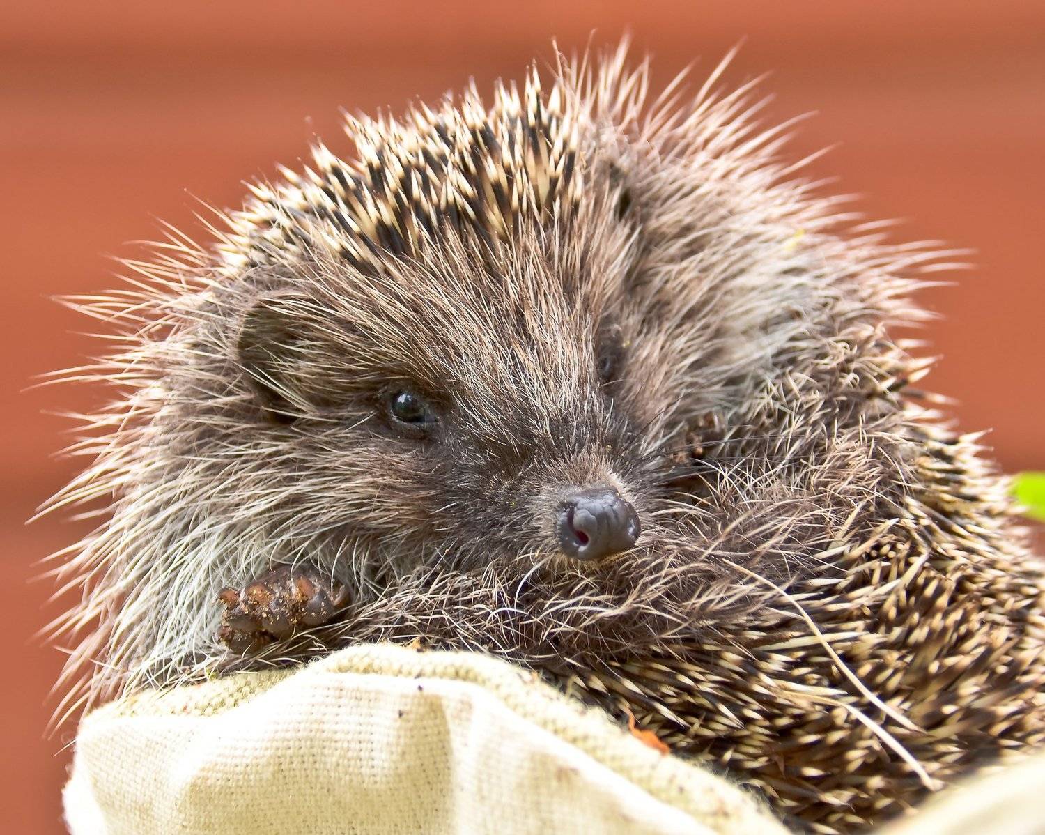 ёж, животное, млекопитающее, колючий, мордочка, нос, портрет, гость, спасение, Ксения Соварцева