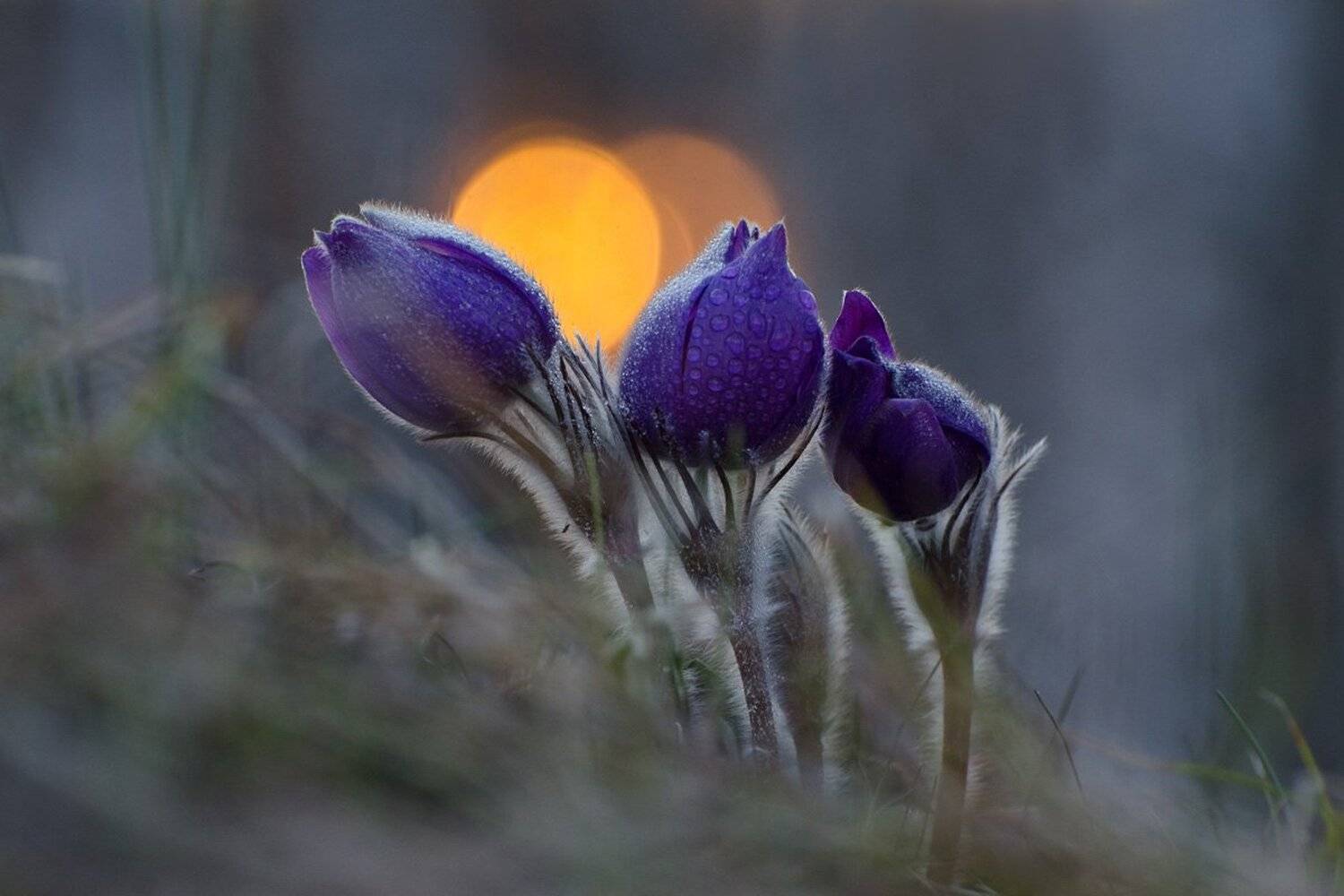 сон - трава, прострел, природа, цветы, Михаил Агеев