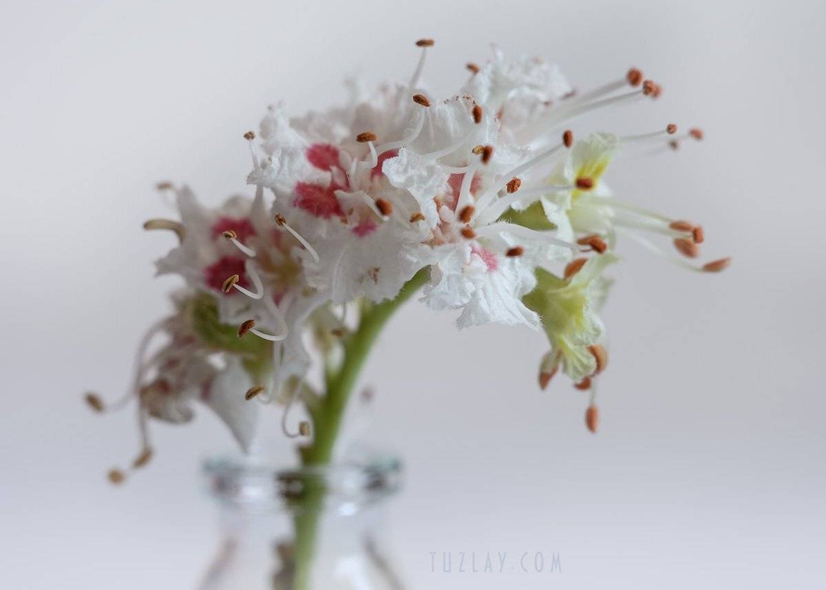 каштан, цветок каштана, Владимир Тузлай