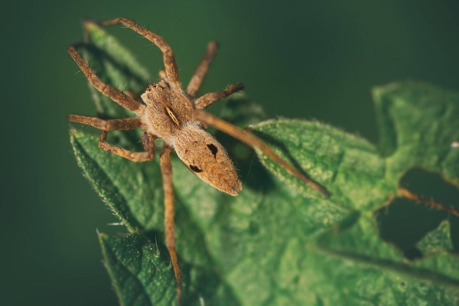 паук,лист,зелень,трава,свет,лапы, Юрий Котов
