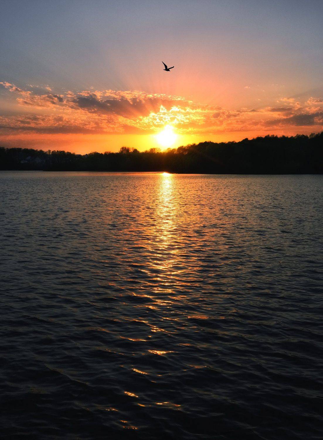 никон,подмосковье,чехов,птица,закат, Морозов Юрий