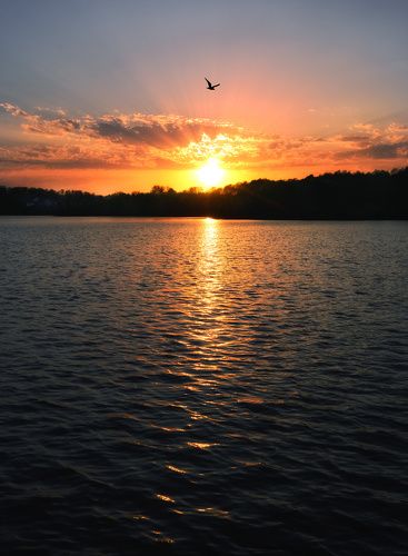 /Полёт перед закатом... / Подмосковье. г, Чехов