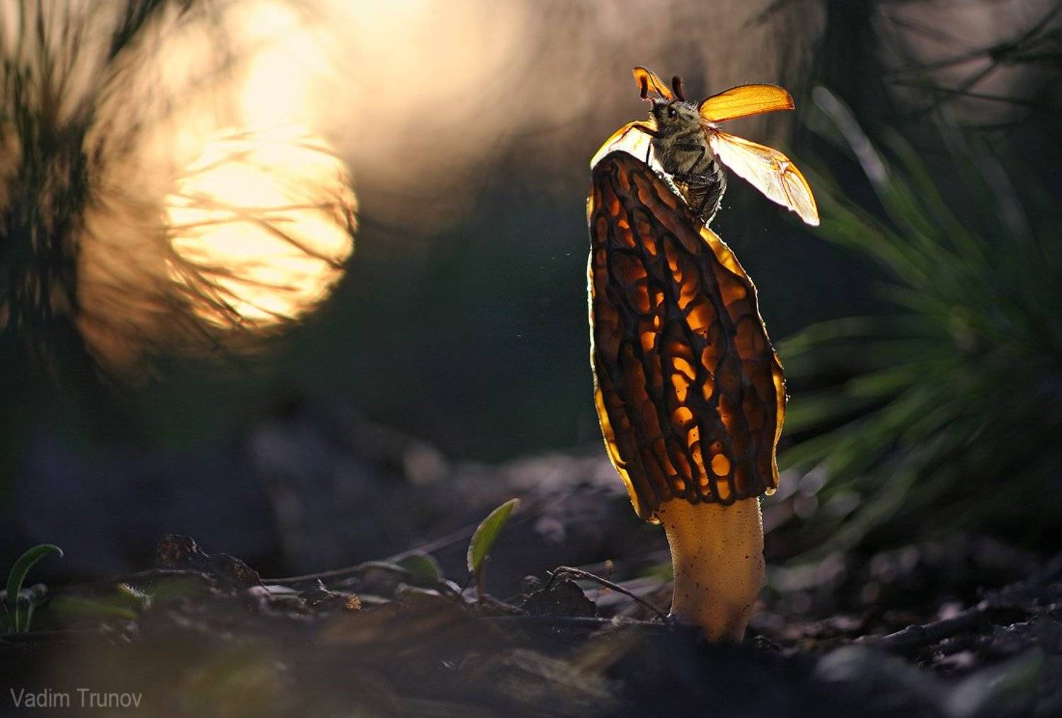 , Вадим Трунов