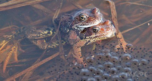 Веснние обьятья любви