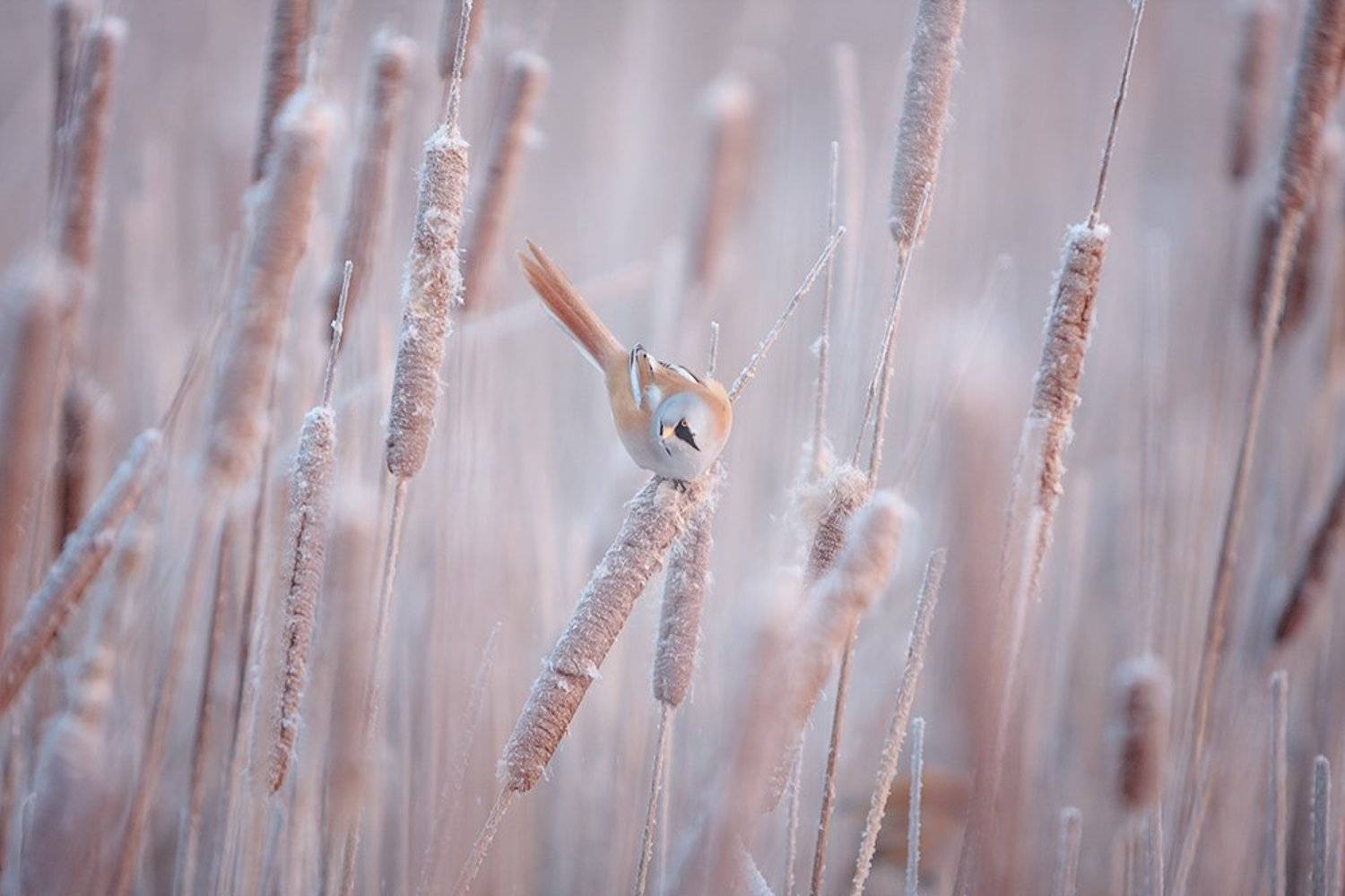 , Юрий Сорокин