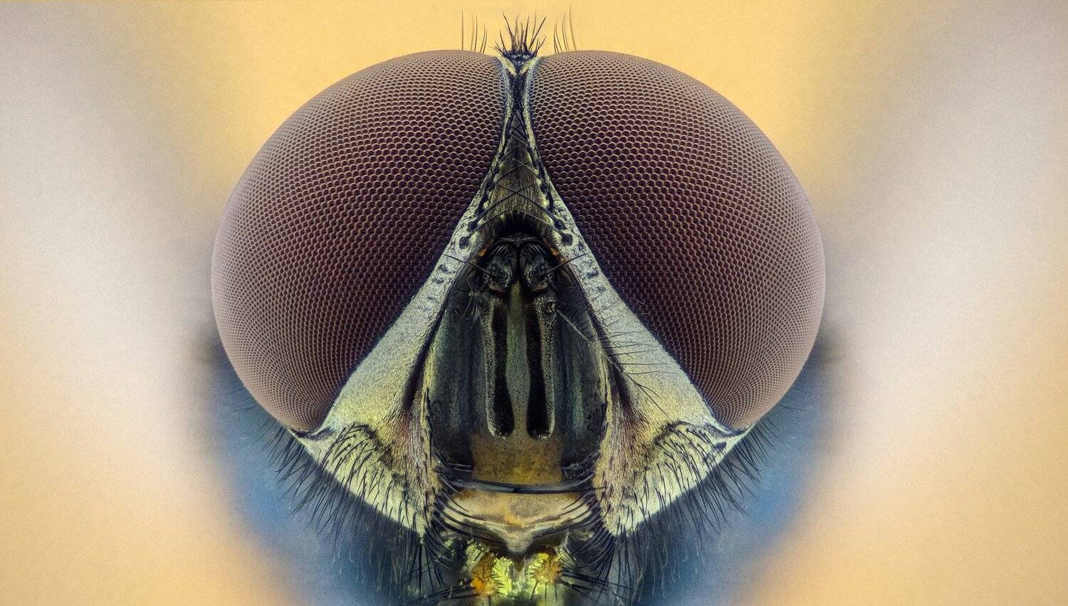 ceclii,macro,lgg4, extremmacro,  макро, Tsvetan Ganev