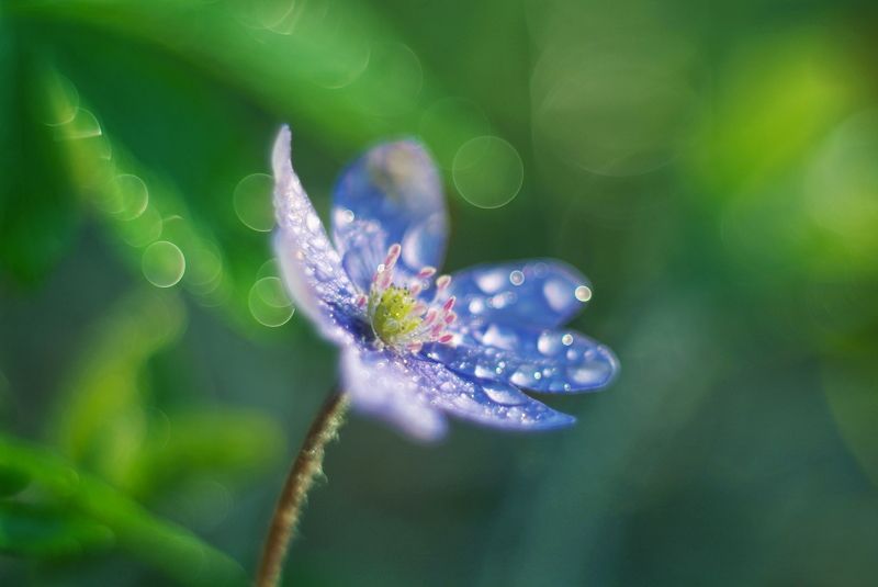 О весенних цветах фото превью