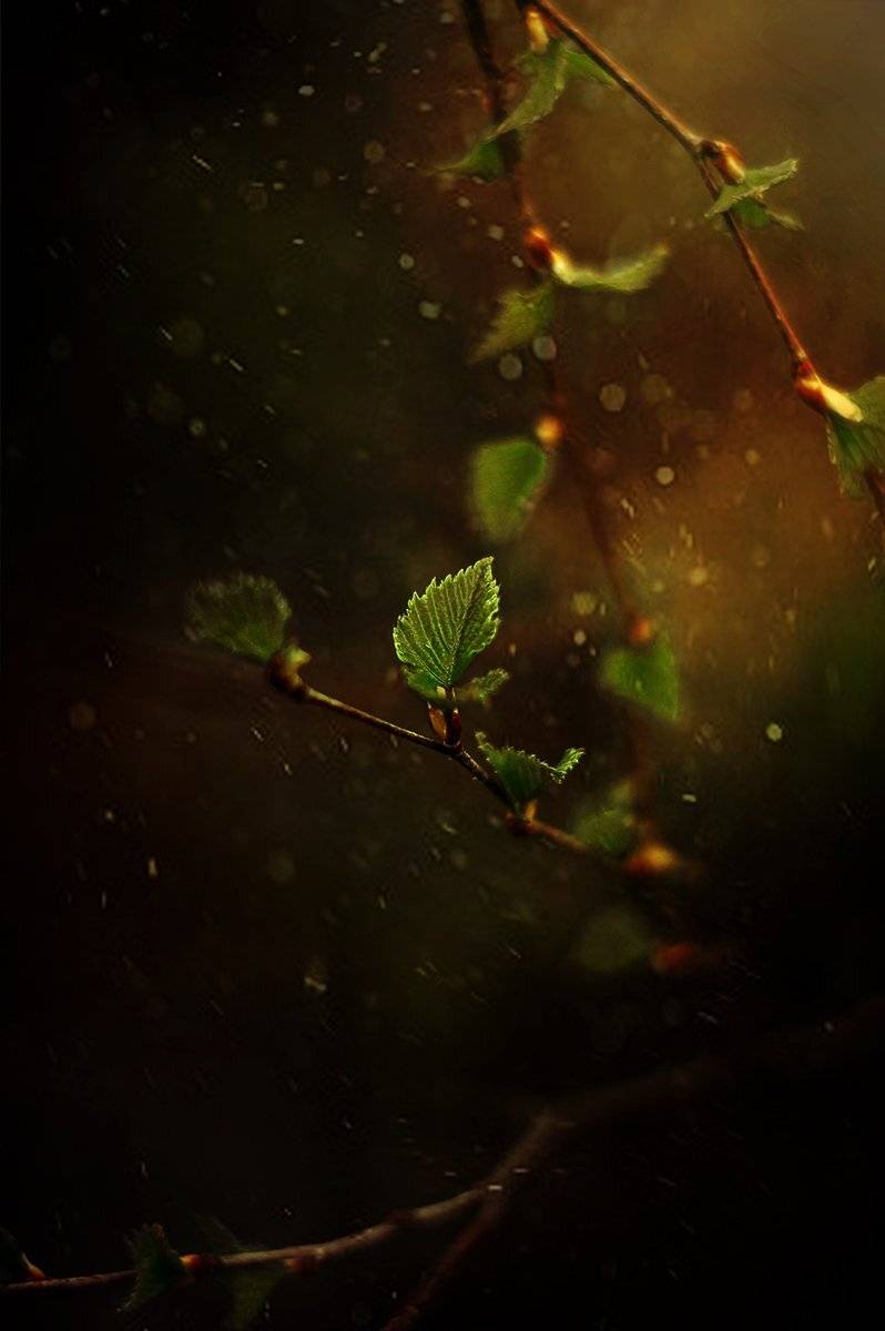 , Чернякова Анна