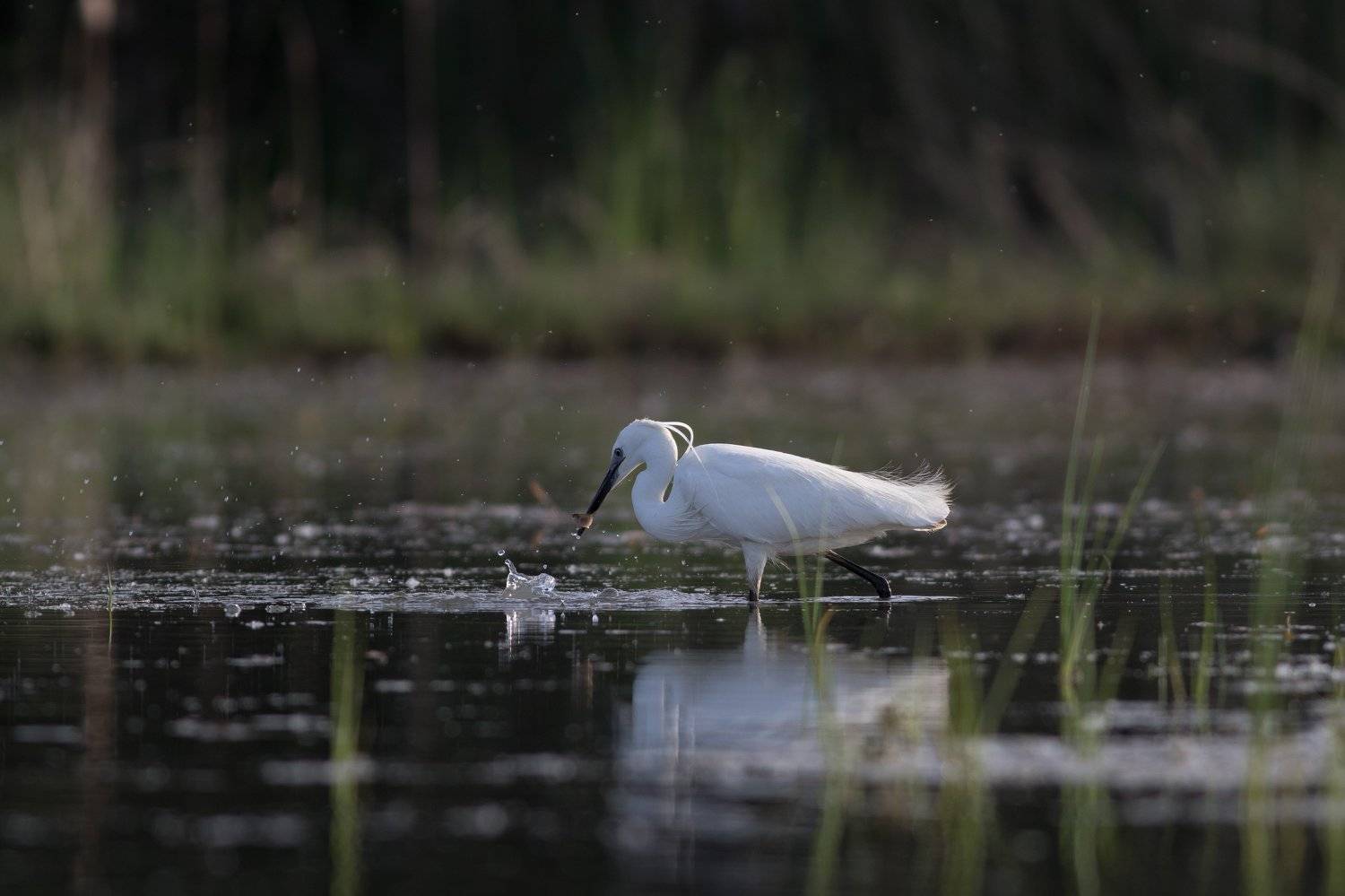 , Desislava Todorova