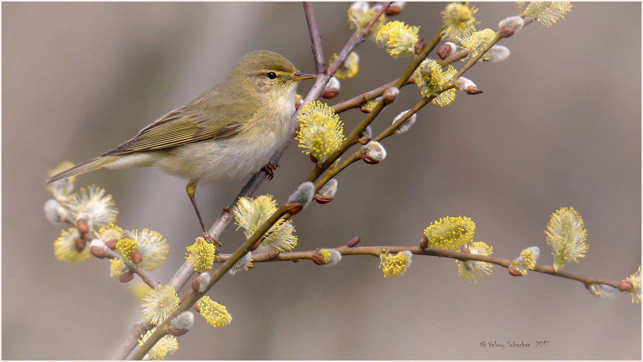 , Валерий Субачев
