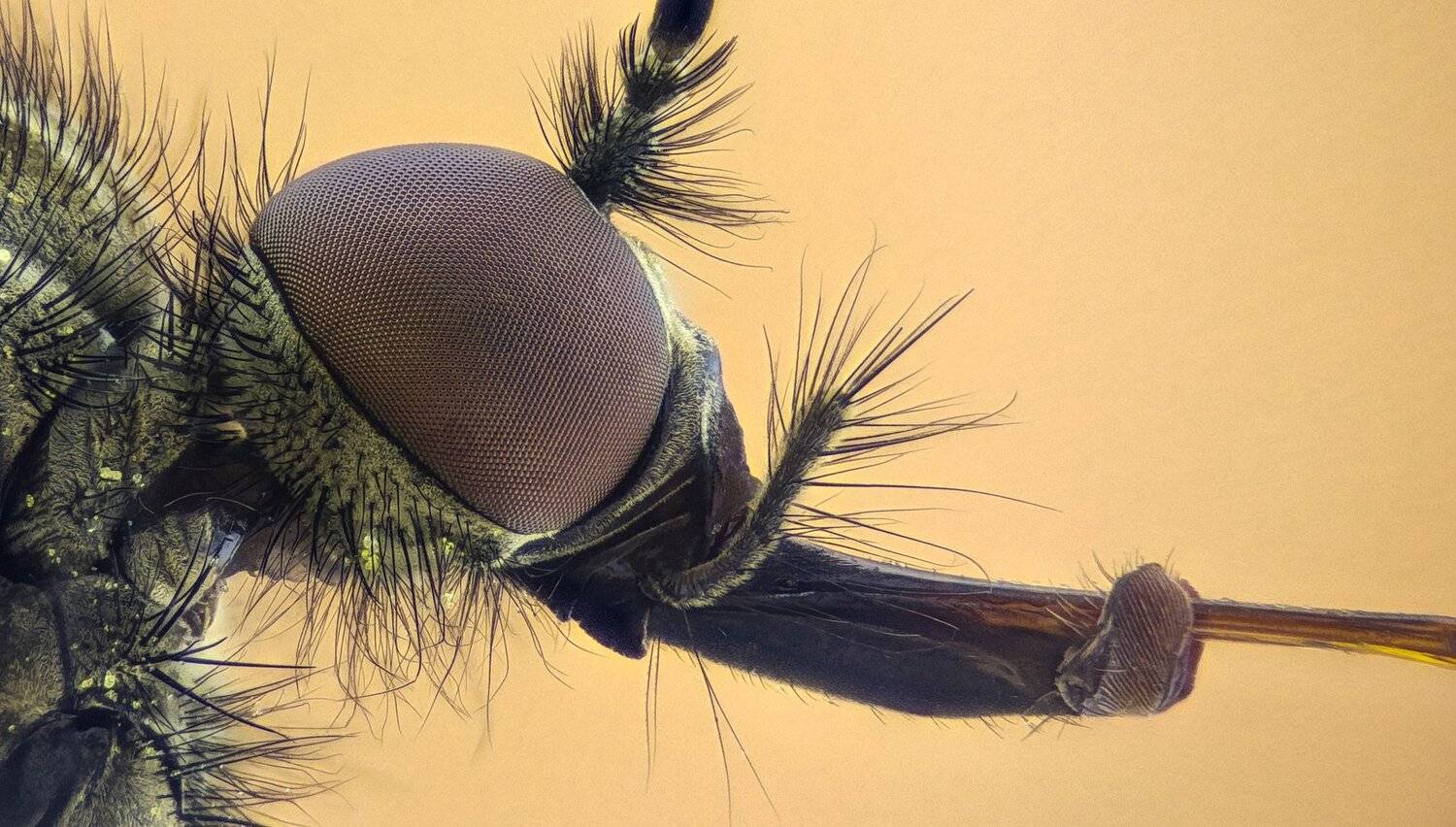 ceclii,macro,lgg4, extremmacro,  макро, Tsvetan Ganev