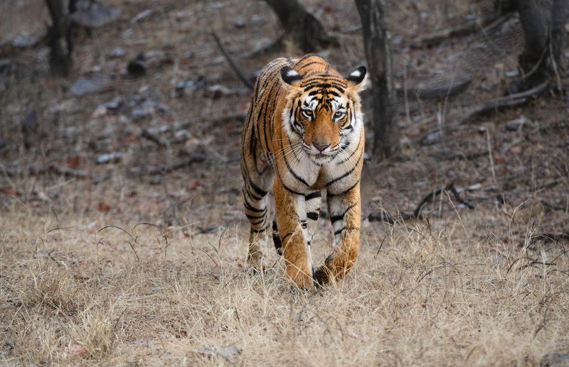 индия На мягких лапах.. фото превью