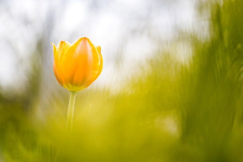 новая весна фото превью