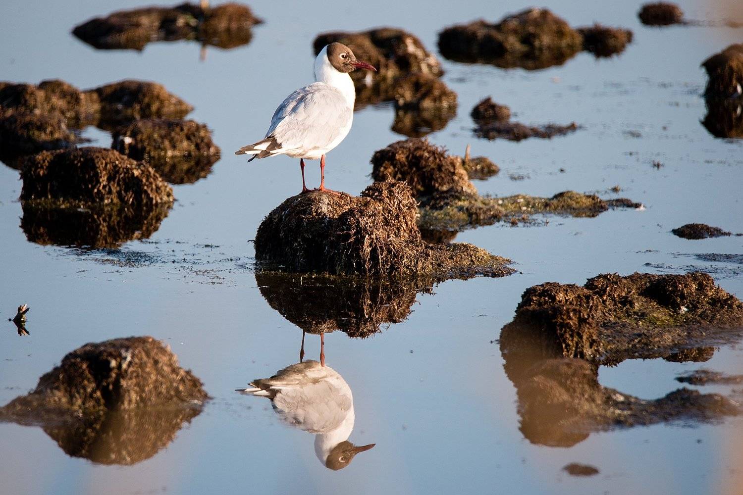 , Сосновских Вячеслав