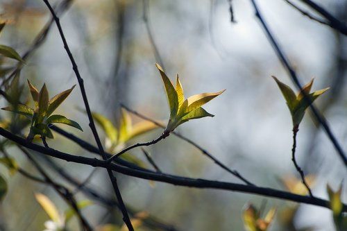 Pro первую весеннюю зелень