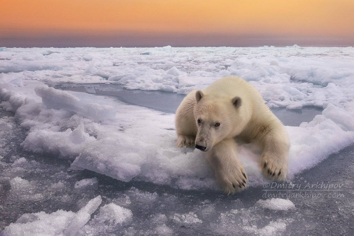 , Дмитрий Архипов
