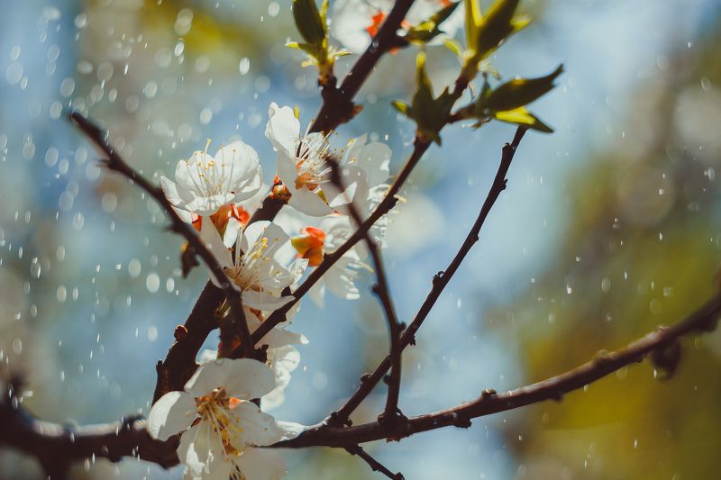 Яблонька фото превью