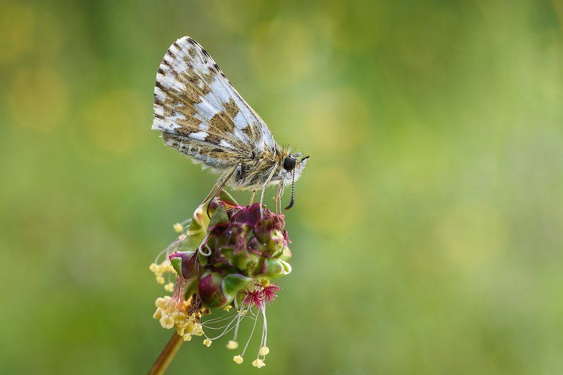 Pyrgus фото превью