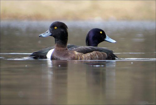 Хохлатая чернеть