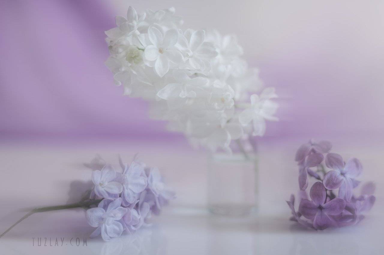 сирень, пузырек, Владимир Тузлай