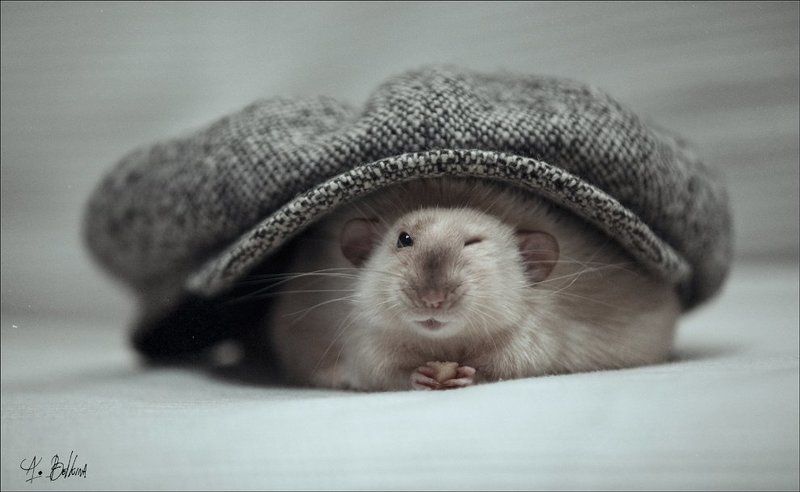 :)) фото превью