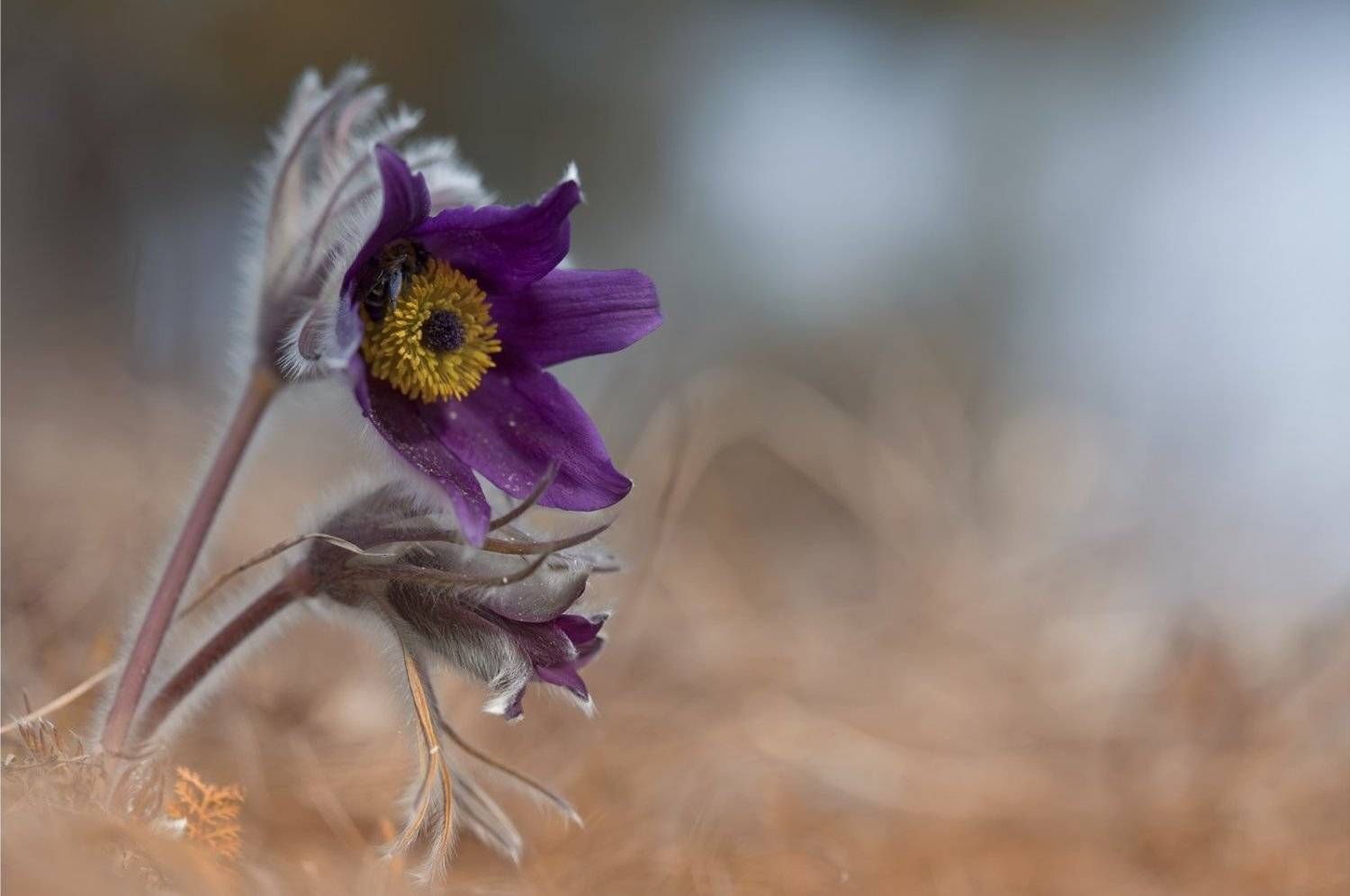 сон-трава,  прострел, первоцветы, весна, Леонид