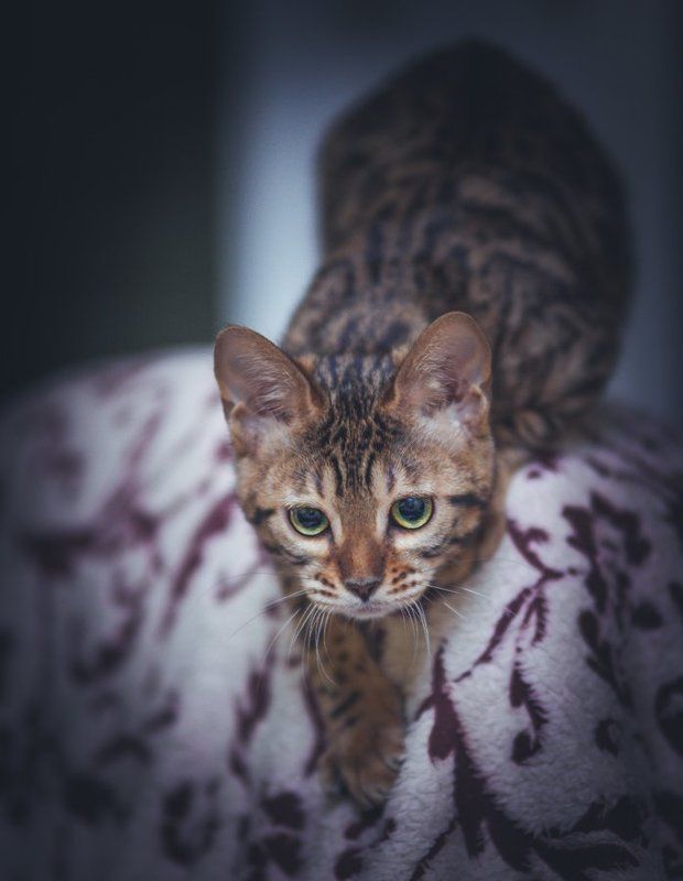 mr.filler За обедом :) фото превью