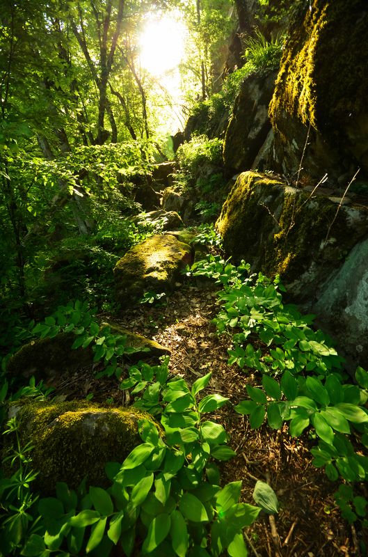 свет, закат, лес Сказочный лес фото превью
