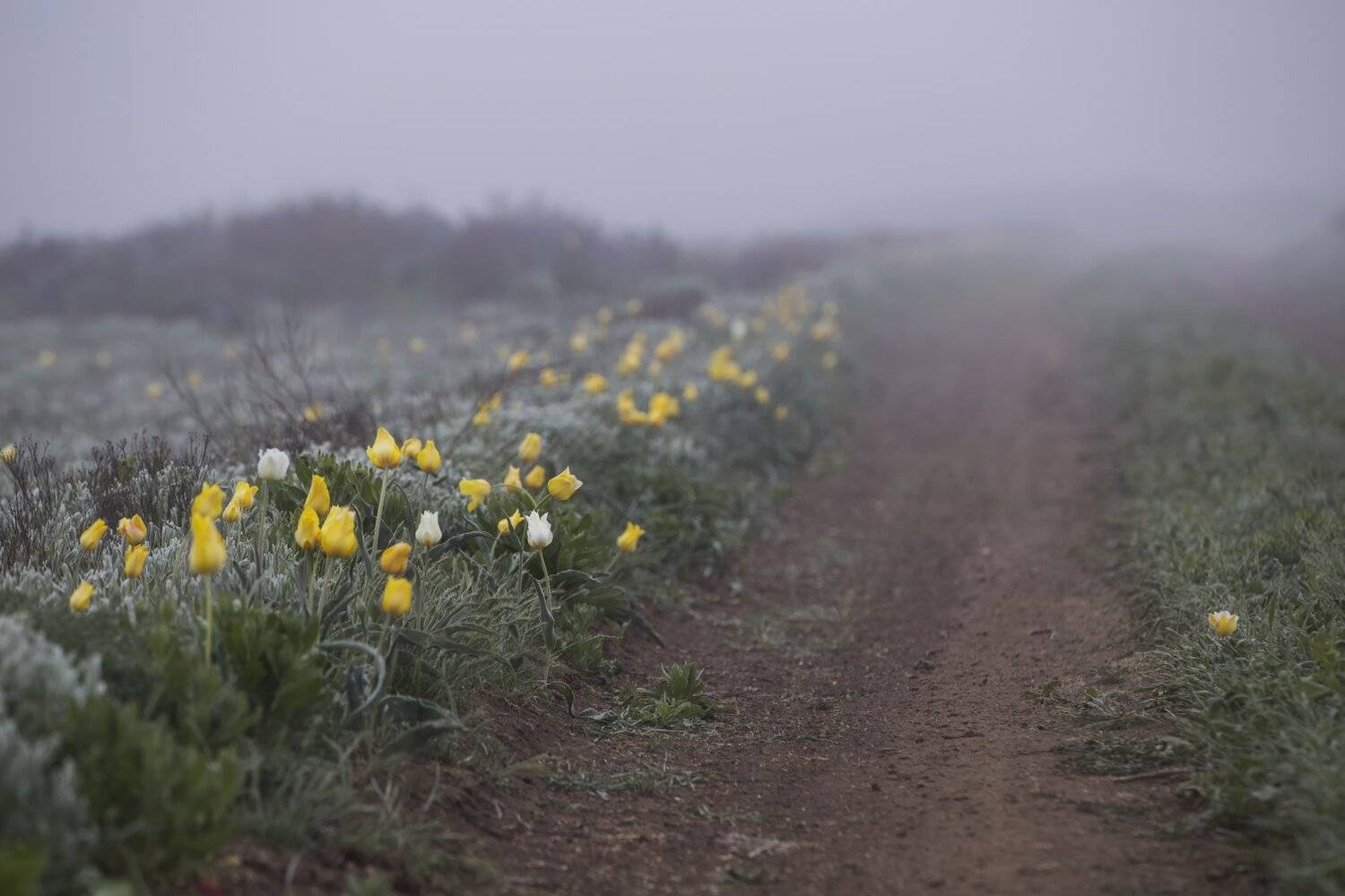дорога,проселок,дикий,тюльпан,тюльпаны,туман,трава,желтый,зеленый,опук,крым,россия,заповедник,пейзаж,цветы,природа, Elena Pakhalyuk