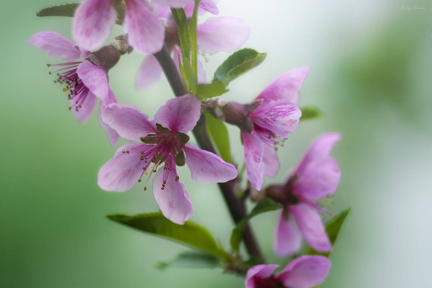 яблоня,цветы, Roma Krasov ( Chitinskiy )