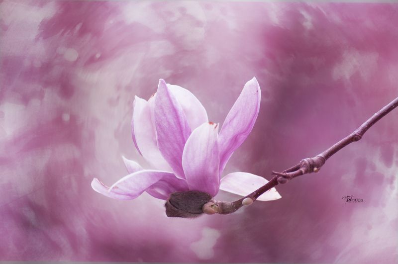 Магнолия фото превью