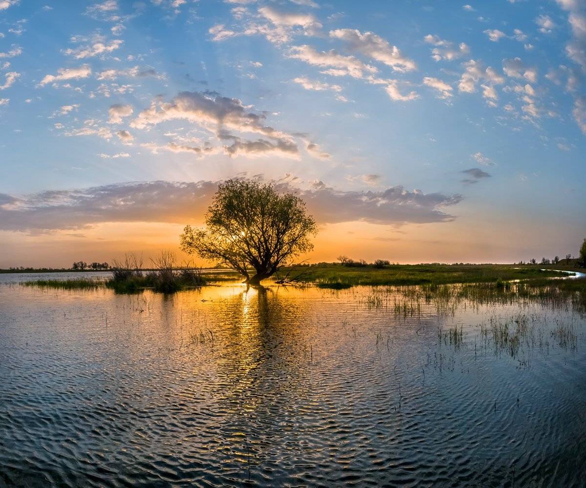 весна, половодье, астраханская область, волга, река, рассвет, дерево, облака, нерест, поволжье, вода., Лашков Фёдор