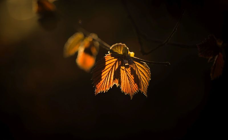 * фото превью