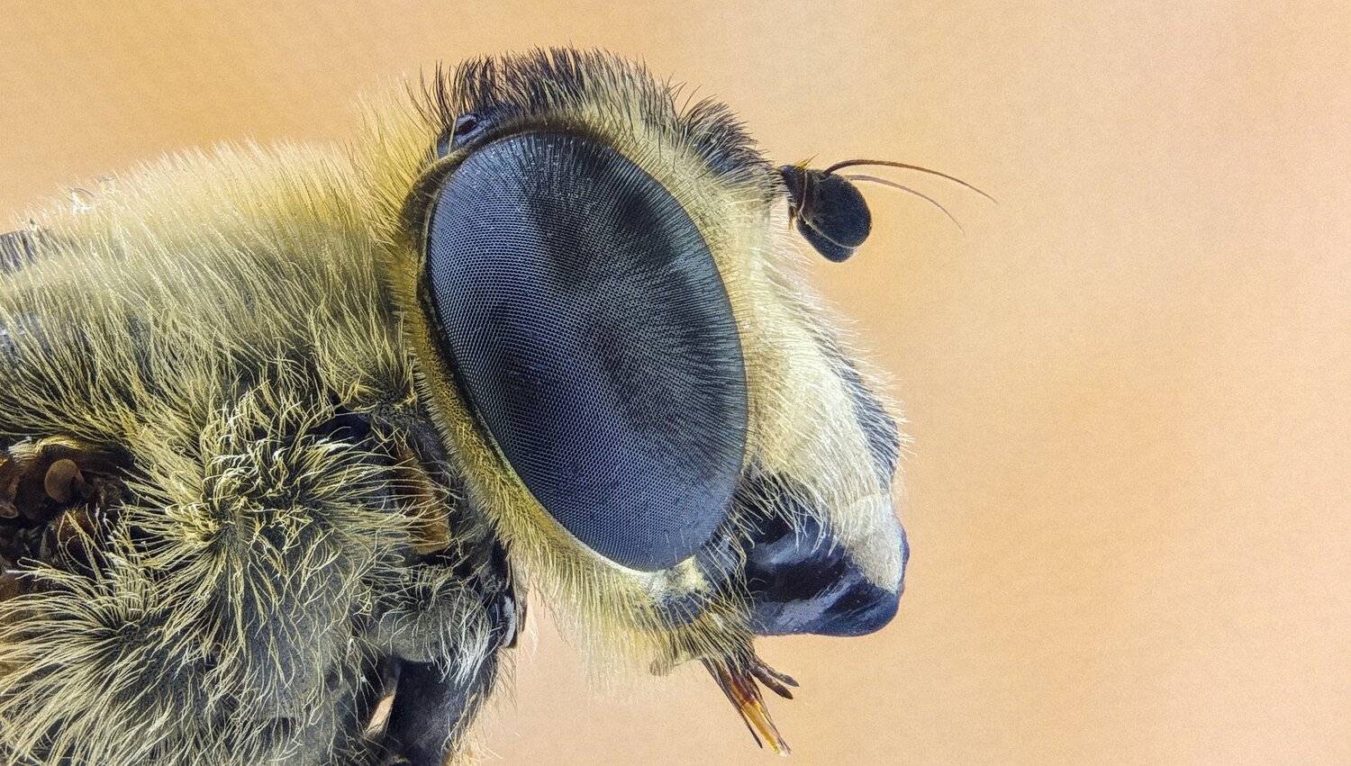 ceclii,macro,lgg4, extremmacro,  макро, Tsvetan Ganev