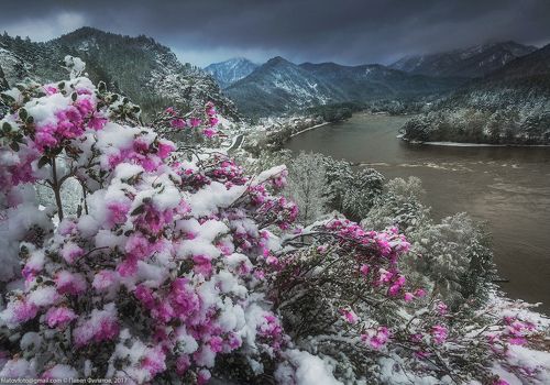 Сибирская сакура