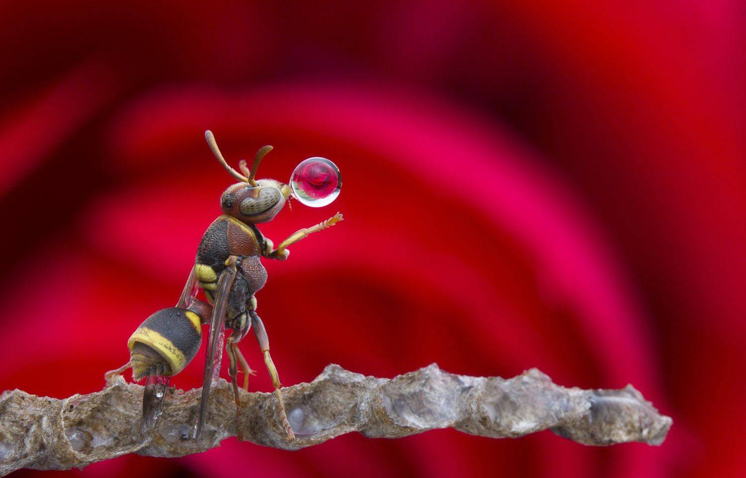 #macro#wasp#colors#reflection#waterbubble, Choo How Lim