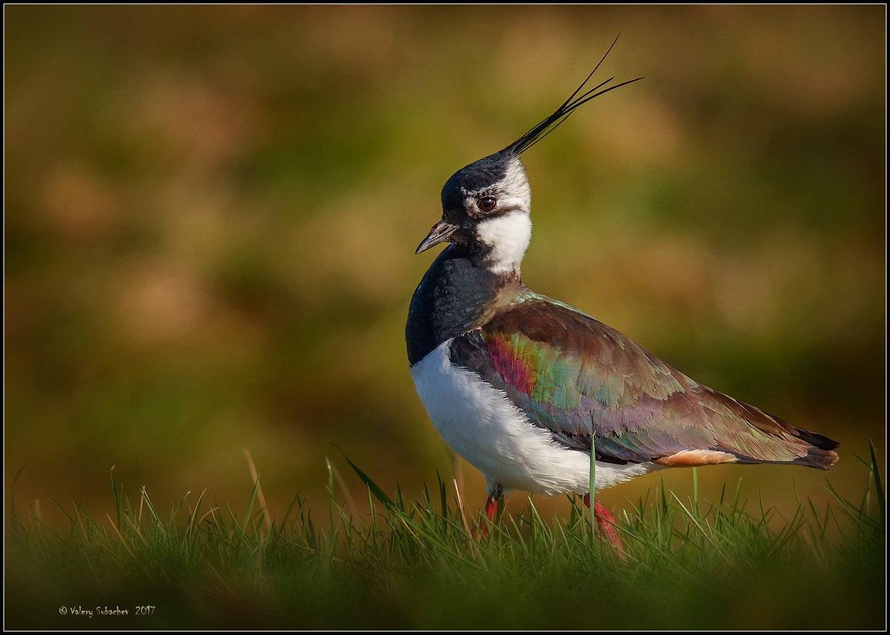 , Валерий Субачев