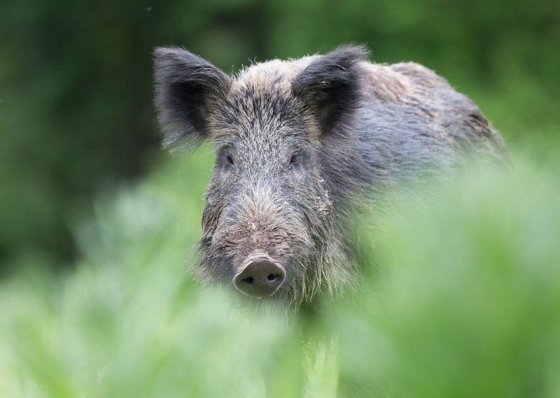 *** фото превью
