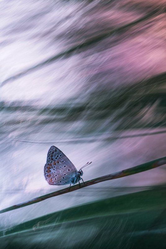 Солнечный ветер фото превью