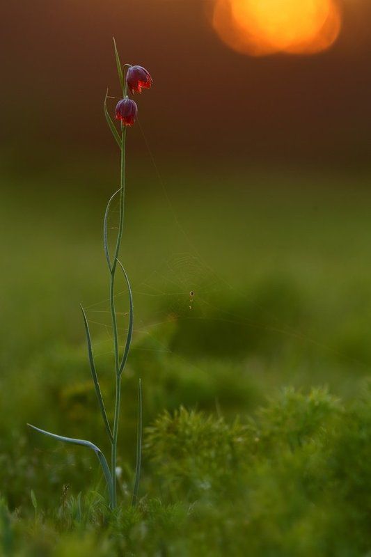 рябчик, малый, fritillaria, meleagroides, самарский лес Закатный диптих фото превью