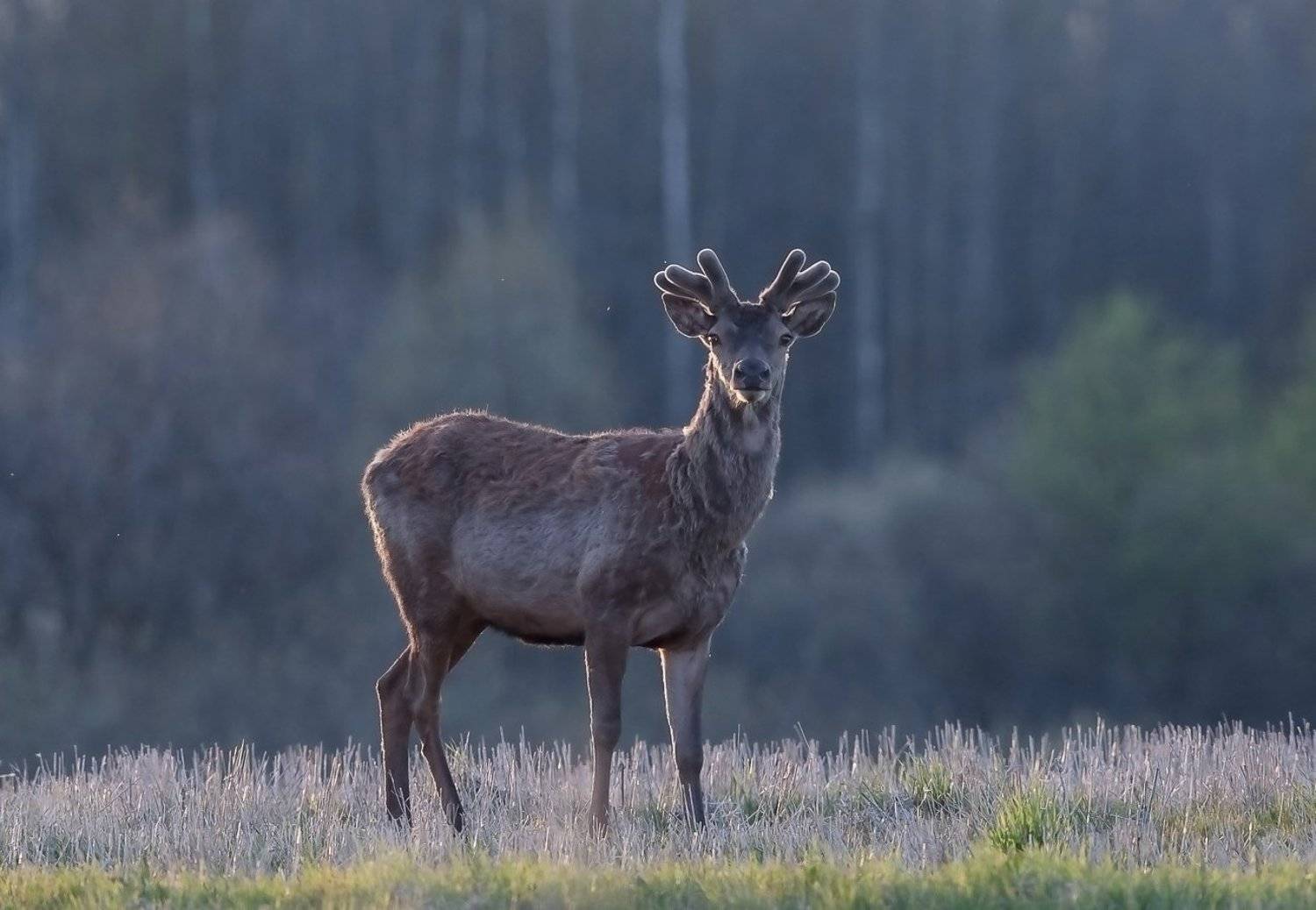 , Андрей Шимчук