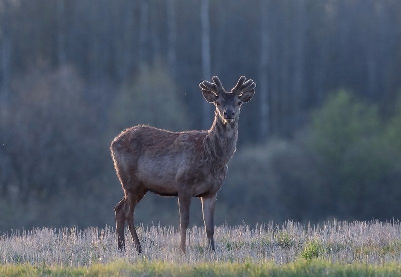Благородный олень. фото превью