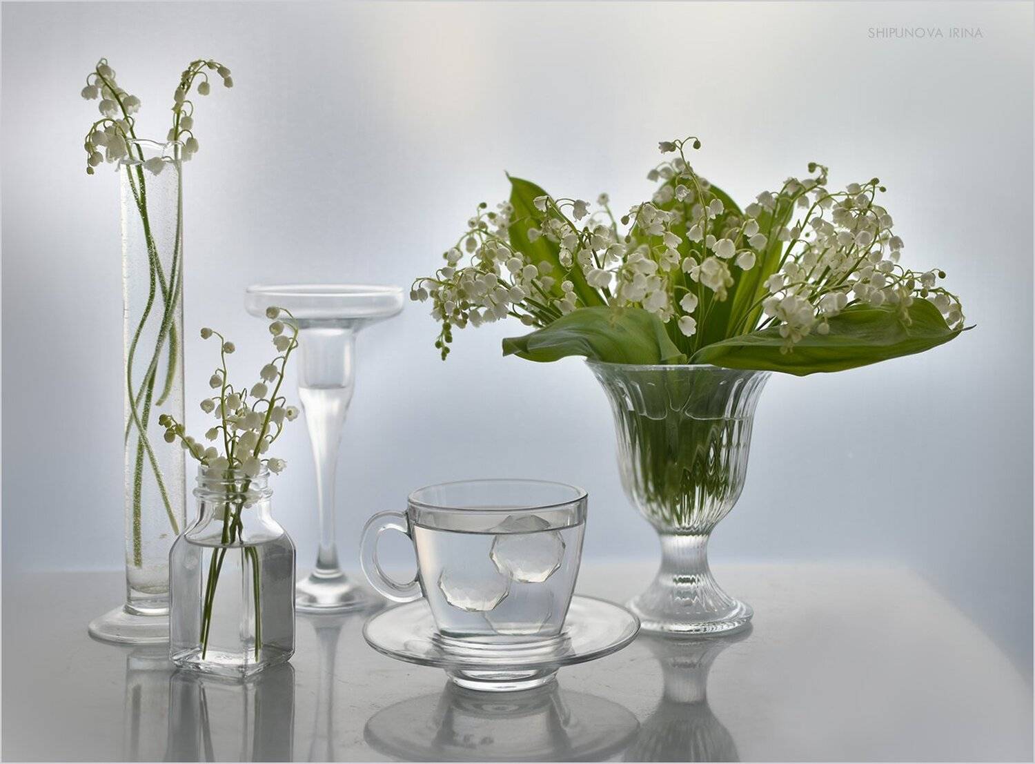 , Шипунова Ирина