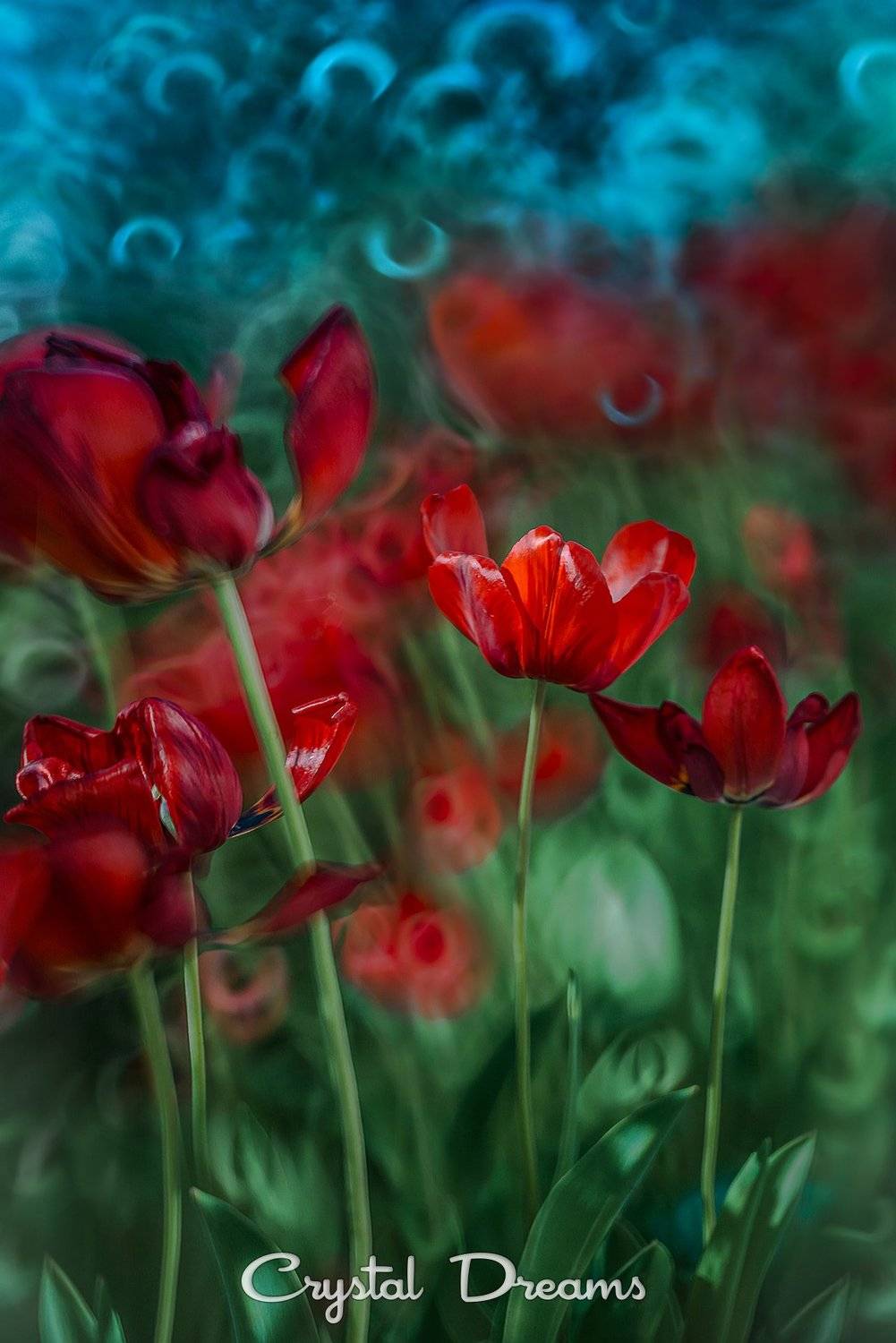 crystal dreams, macro, spring, color, art, nature, flowers, Татьяна Крылова