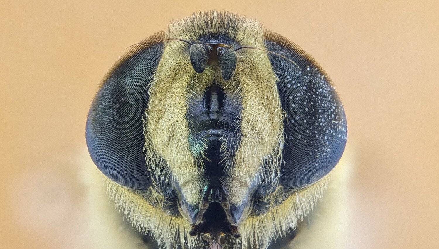 ceclii,macro,lgg4, extremmacro,  макро, Tsvetan Ganev