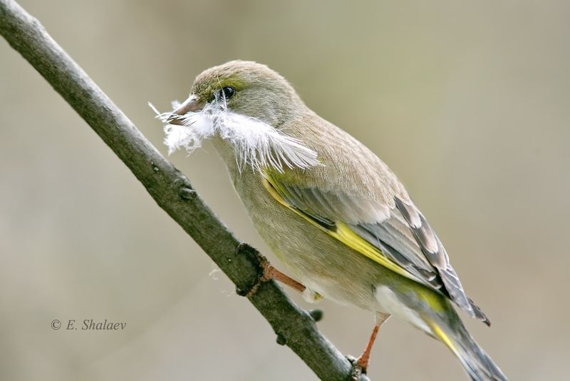 birds,carduelis chloris,european greenfinch,обыкновенная зеленушка,птица,птицы,фотоохота,great tit,parus major,большая синица,cyanistes caeruleus,eurasian blue tit,лазоревка Забот полон рот... фото превью
