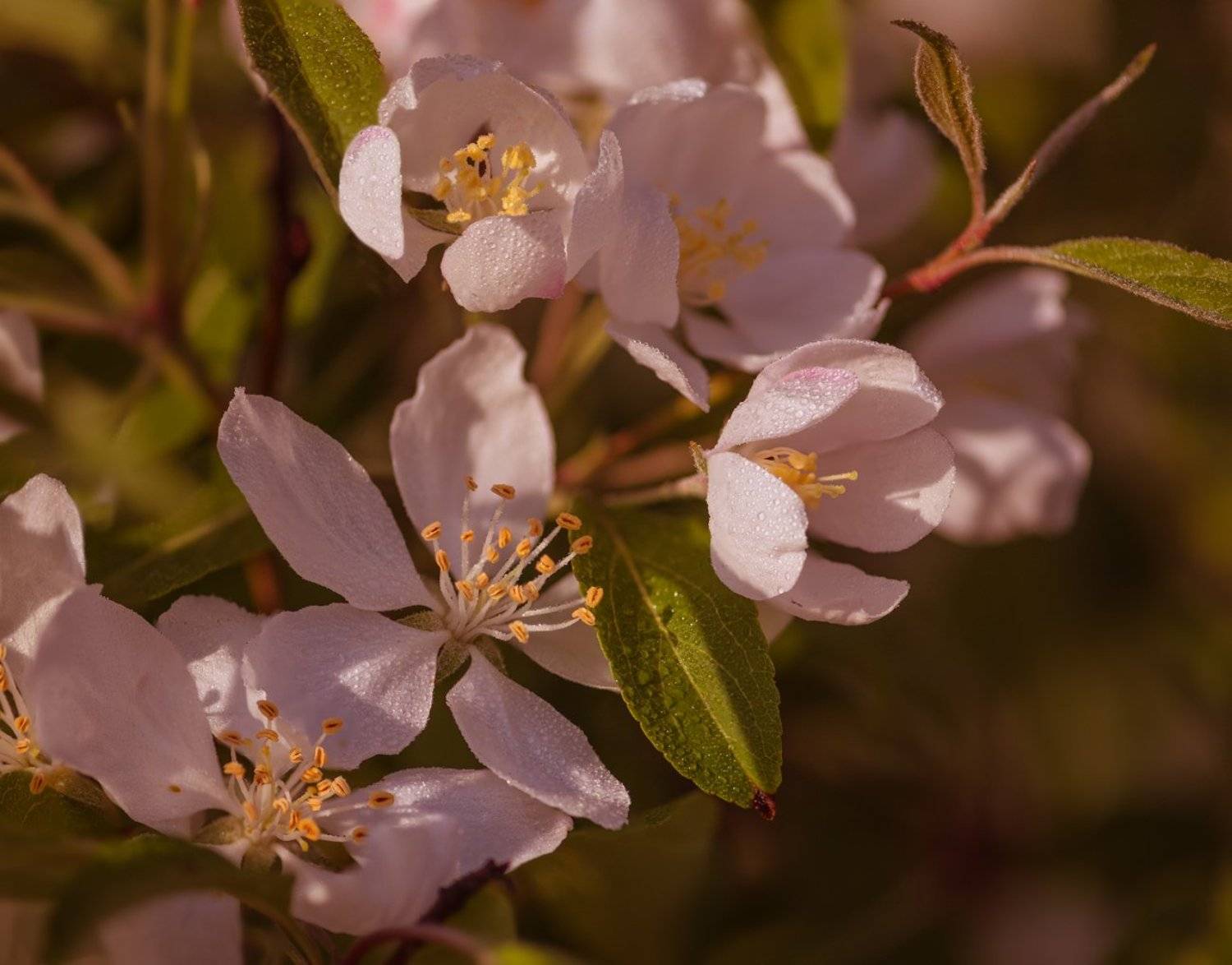 цветы весна яблоня райские, Галанзовская Оксана