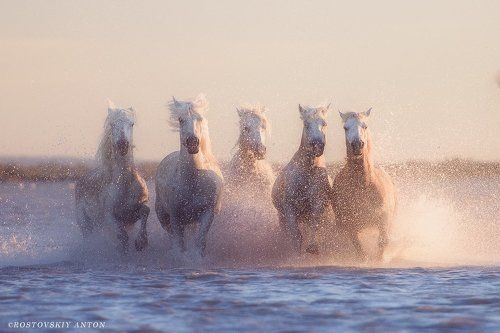 Камарг, Жеребцы, Франция